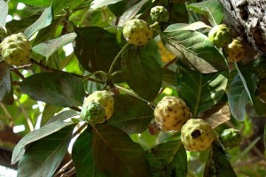 グアム・ノニ・ティーの原材料となるノニの葉・茎